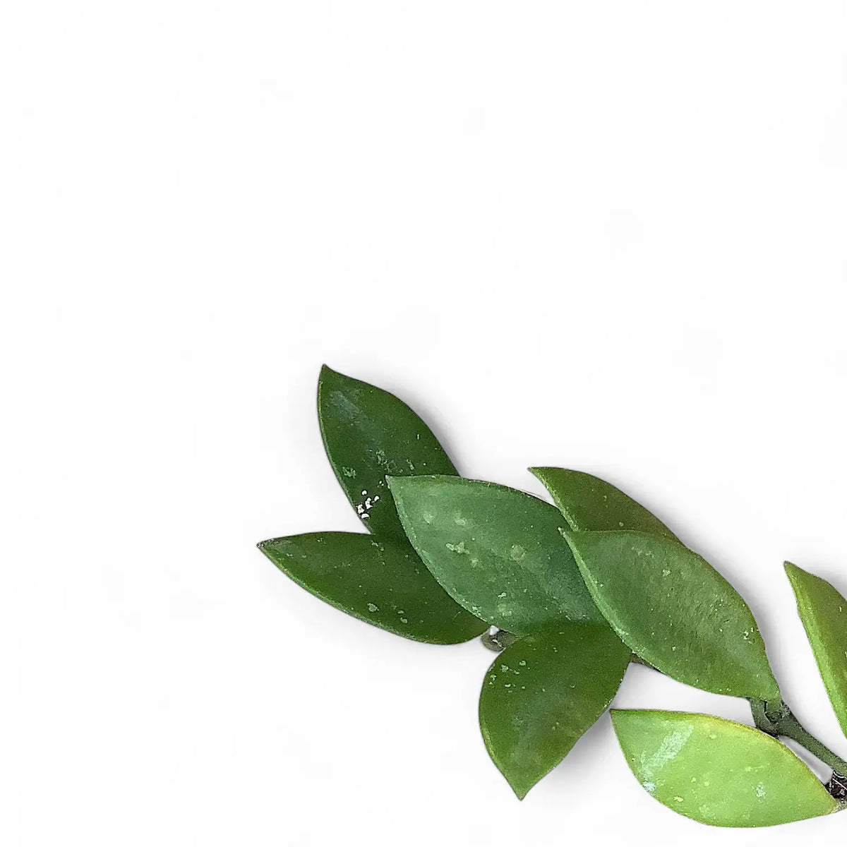 Hoya pubera (syn. Hoya picta) leaf detail on white background.