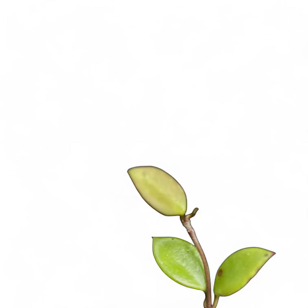 Hoya pubera (syn. Hoya picta) potted plant in nursery pot on white background.