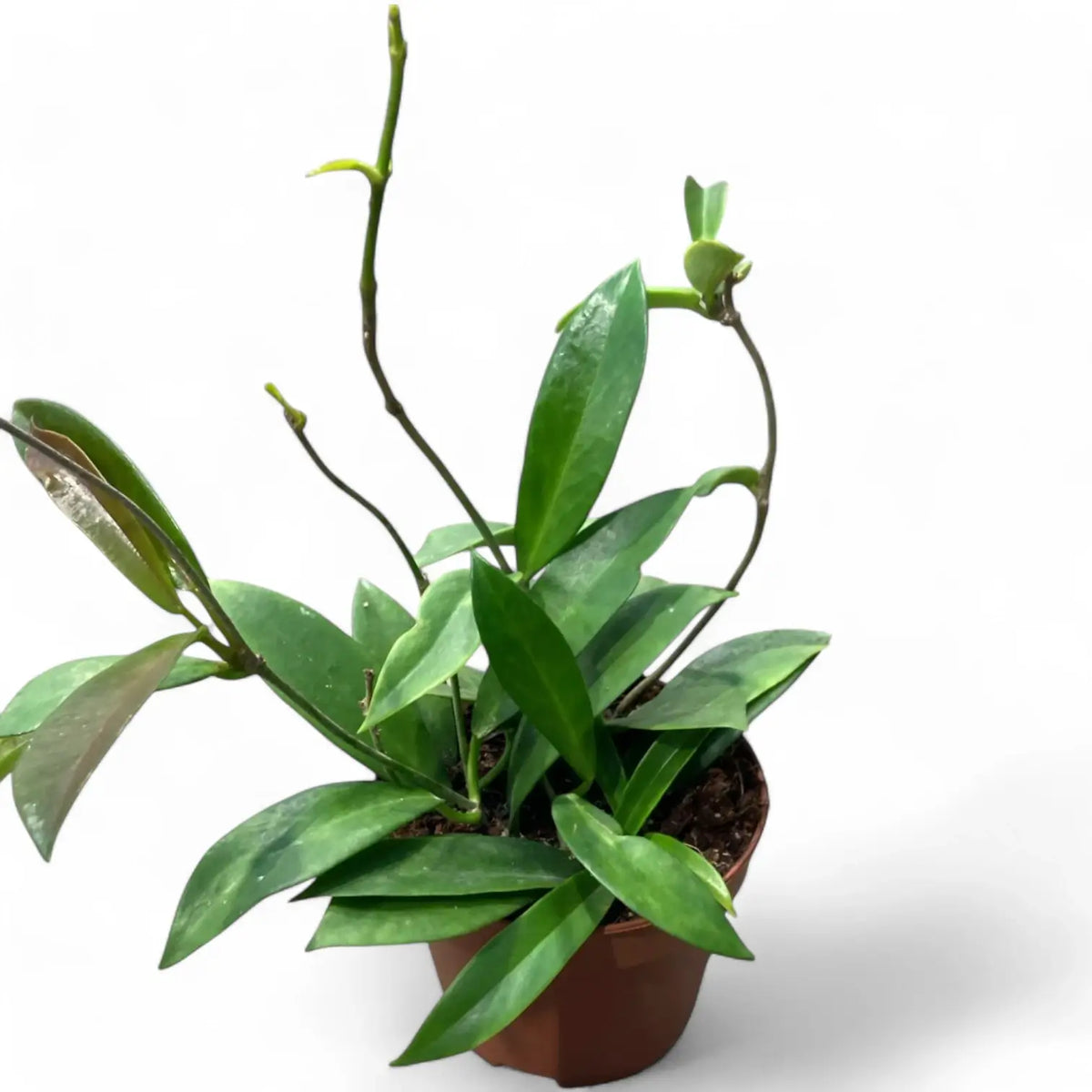 Hoya pubicalyx 'Black Dragon' Zimmerpflanze im Anzuchttopf vor weißem Hintergrund, Produktfoto 2.