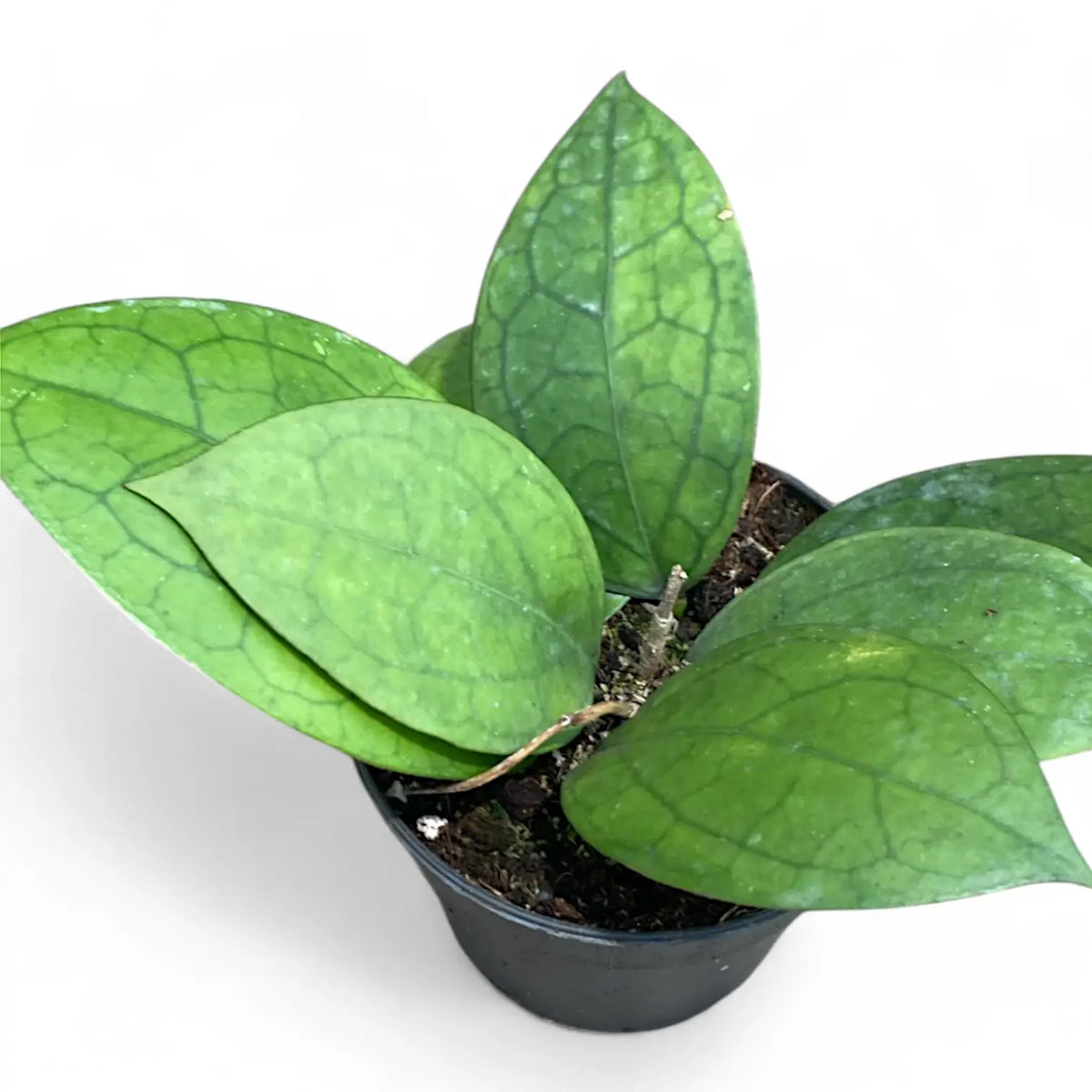 Hoya 'Puom Siam Ruby' (PMP 176) potted plant in nursery pot on white background.