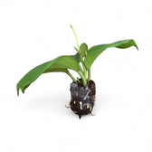 Hoya quinquenervia potted plant in nursery pot on white background.