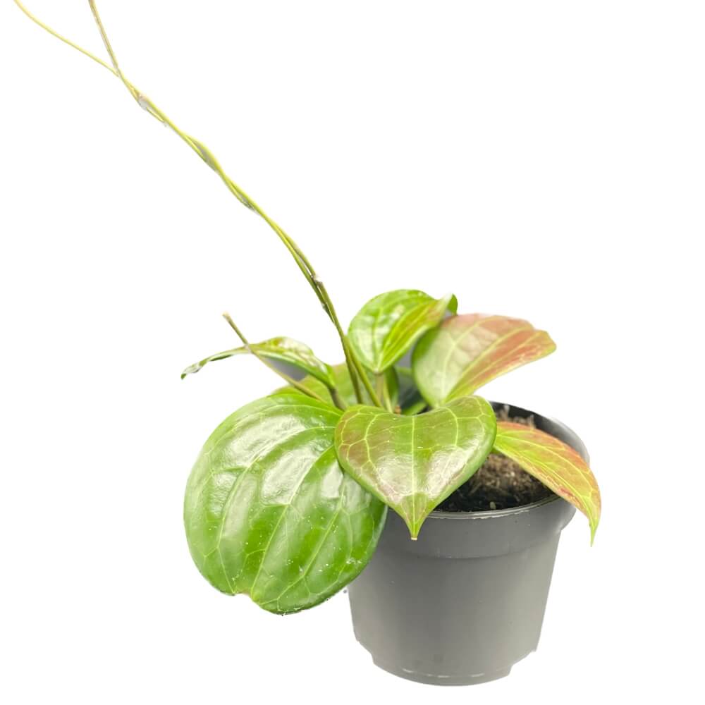 Hoya quinquenervia potted plant in nursery pot on white background.