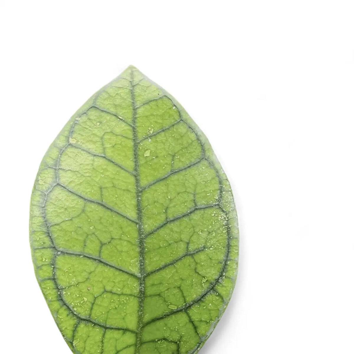 Hoya ranauensis close-up of leaf on white background.