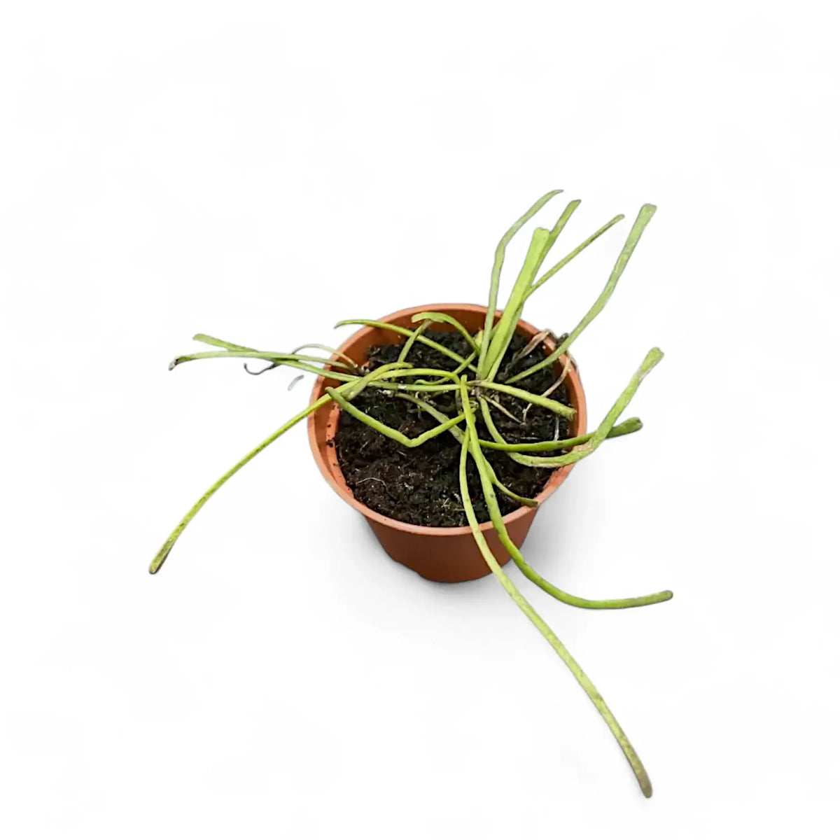 Hoya retusa Zimmerpflanze im Anzuchttopf vor weißem Hintergrund, Produktfoto 7.