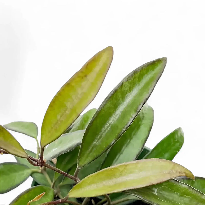 Hoya 'Rosita' leaf close-up on white background.