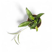 Hoya 'Rosita' Zimmerpflanze im Anzuchttopf vor weißem Hintergrund, Produktfoto 5.