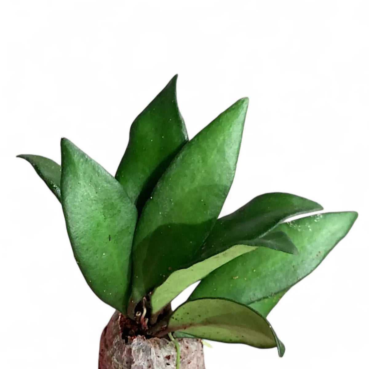 Hoya rosita 'Red Maroon' potted plant in nursery pot on white background.