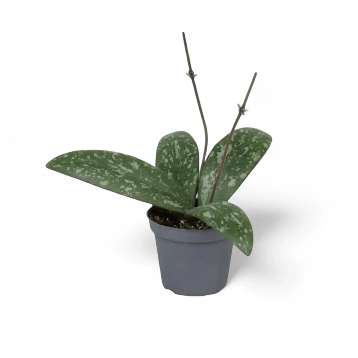 Hoya sigillatis Zimmerpflanze im Anzuchttopf vor weißem Hintergrund, Produktfoto 2.