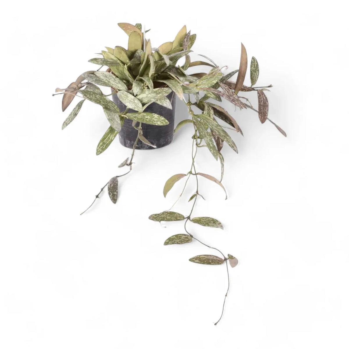 Hoya sigillatis Zimmerpflanze im Anzuchttopf vor weißem Hintergrund, Produktfoto 4.