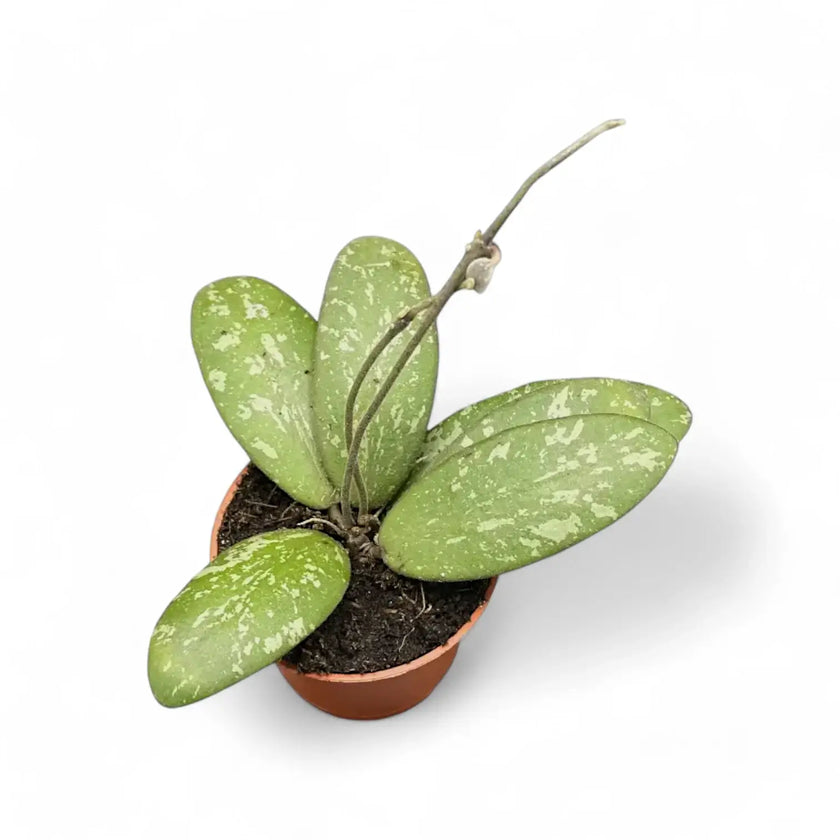Hoya sigillatis AH004 potted plant in nursery pot on white background.