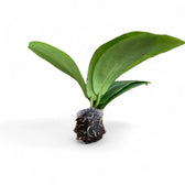 Hoya soligamiana potted plant in nursery pot on white background.