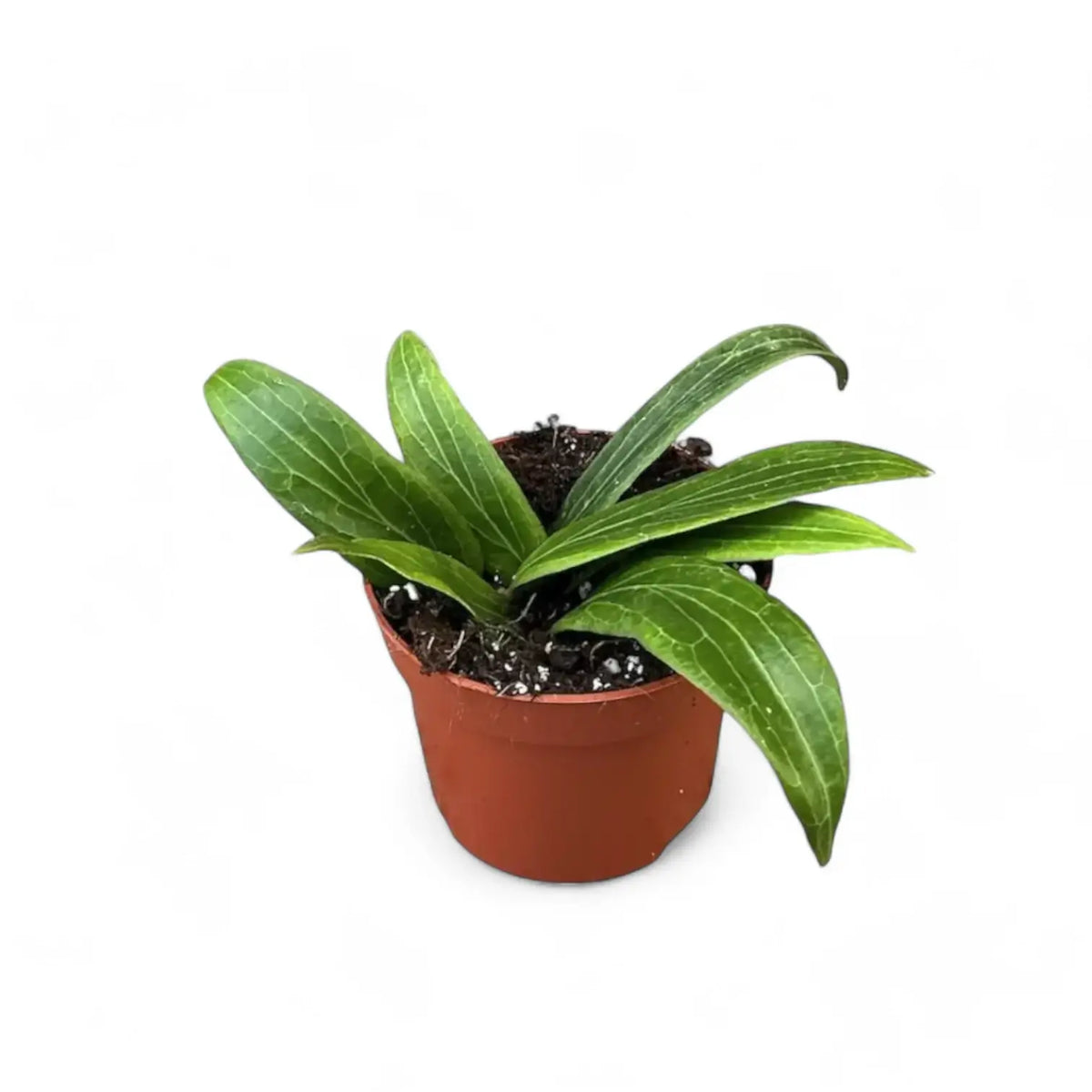Hoya soligamiana potted plant in nursery pot on white background.