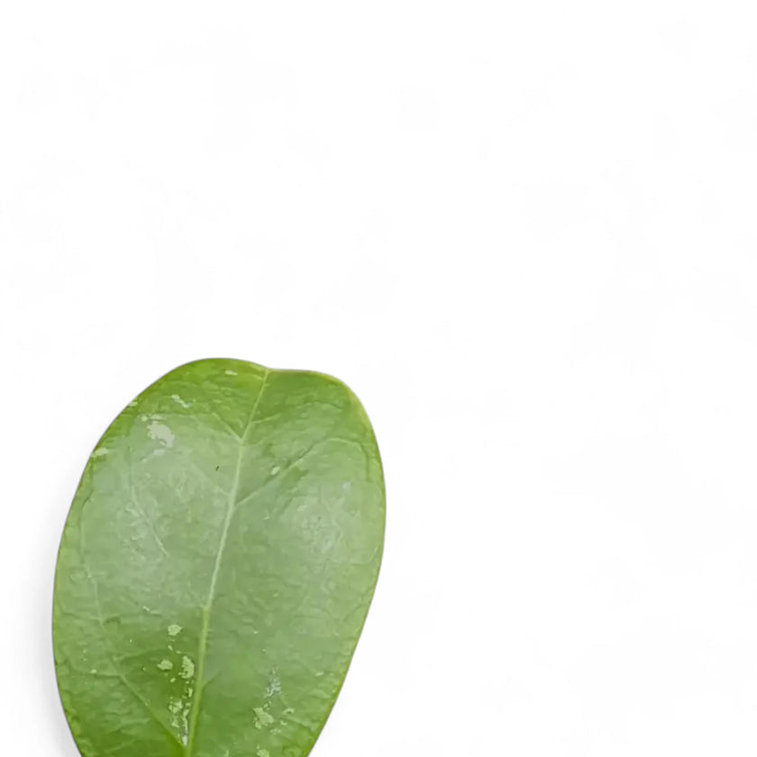Hoya sp. Aceh leaf close-up on white background.