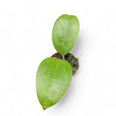 Hoya sp. Aceh potted plant in nursery pot on white background.