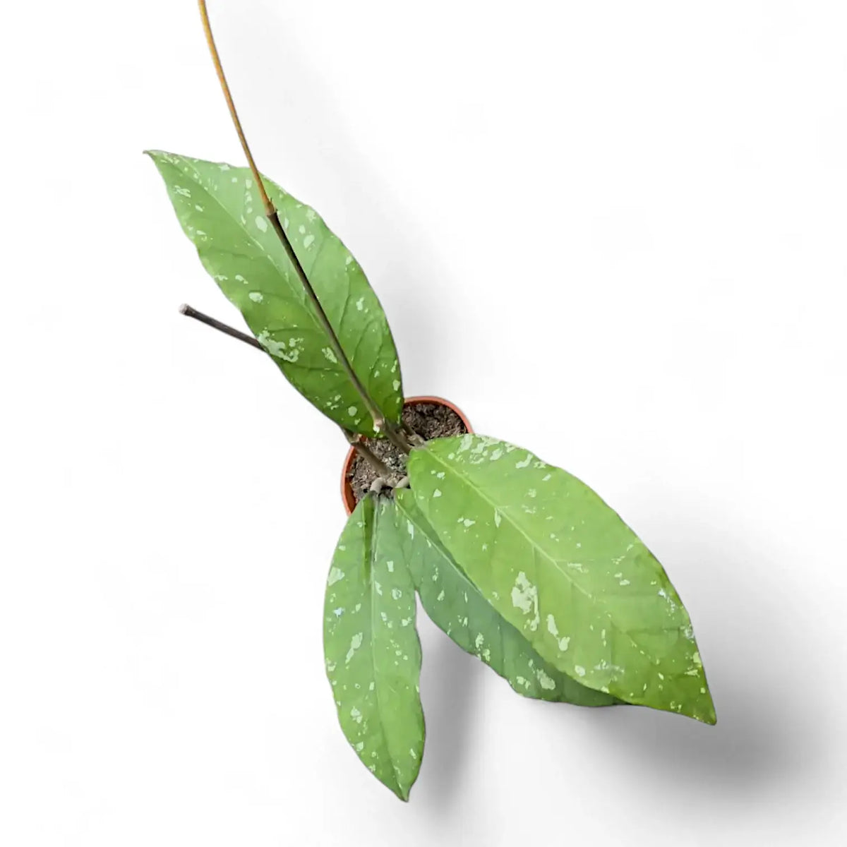 Hoya sp. Aceh 'Long leaf' potted plant in nursery pot on white background.