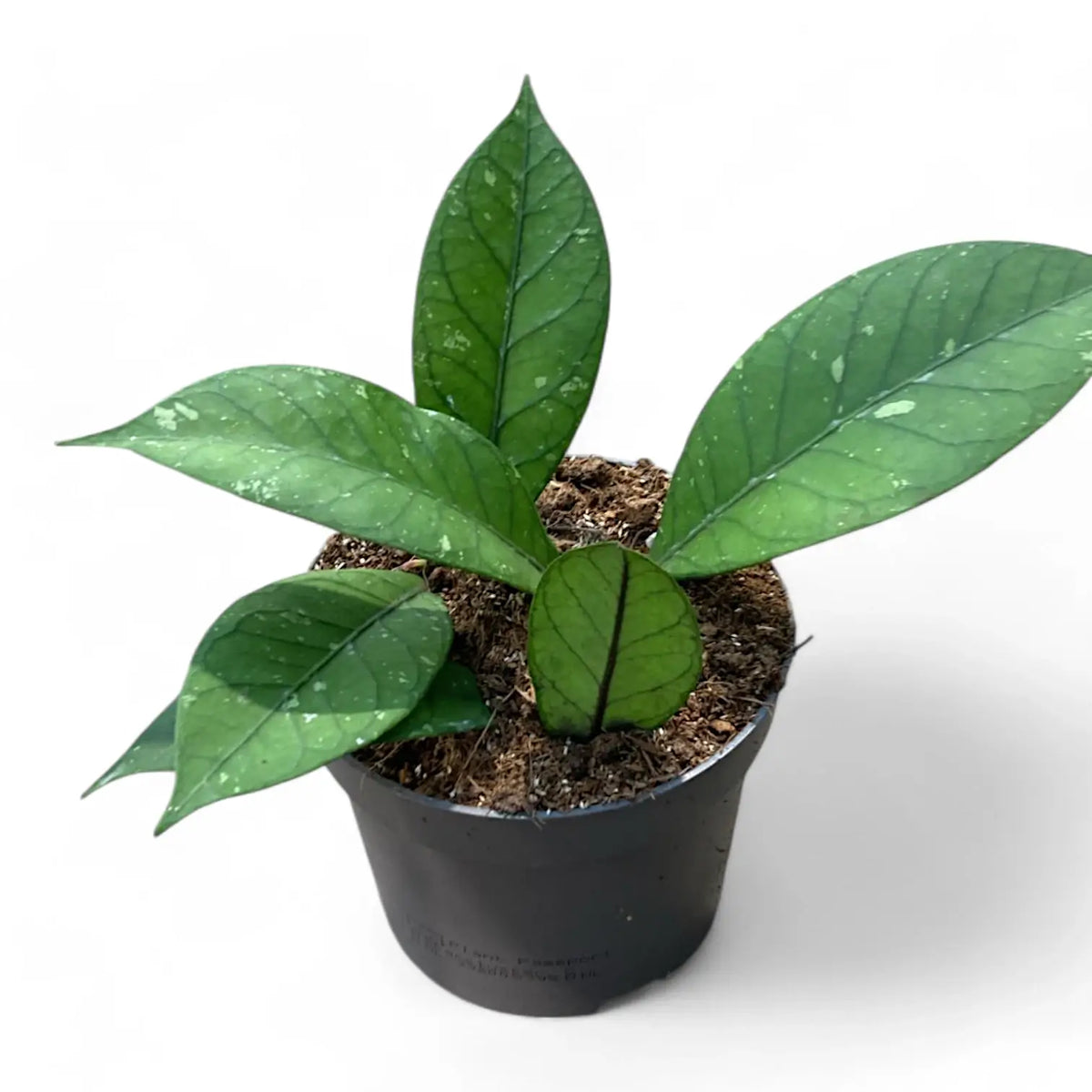 Hoya sp. Aceh 'Long leaf' potted plant in nursery pot on white background.