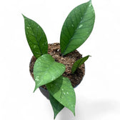 Hoya sp. Aceh 'Long leaf' potted plant in nursery pot on white background.