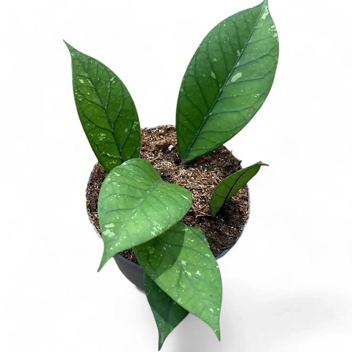 Hoya sp. Aceh 'Long leaf' potted plant in nursery pot on white background.