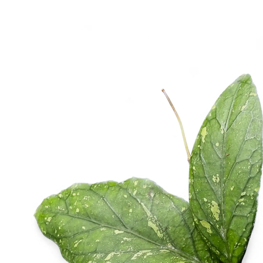 Hoya sp. Gayo leaf close-up on white background.