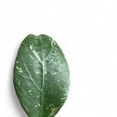 Hoya sp. Lai Chau 'Splash' – Blattdetail vor weißem Hintergrund..