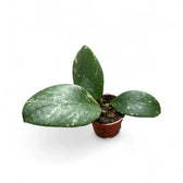 Hoya sp. Lai Chau 'Splash' Zimmerpflanze im Anzuchttopf vor weißem Hintergrund, Produktfoto 2.