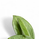 Hoya sp. Papua 004 – Blattdetail vor weißem Hintergrund..