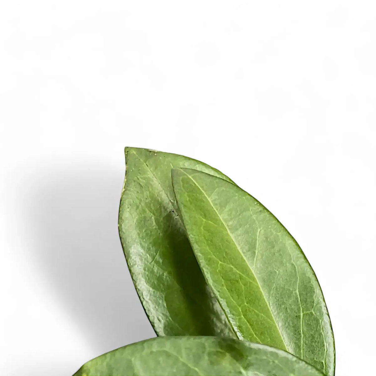 Hoya sp. Papua 004 – Blattdetail vor weißem Hintergrund..