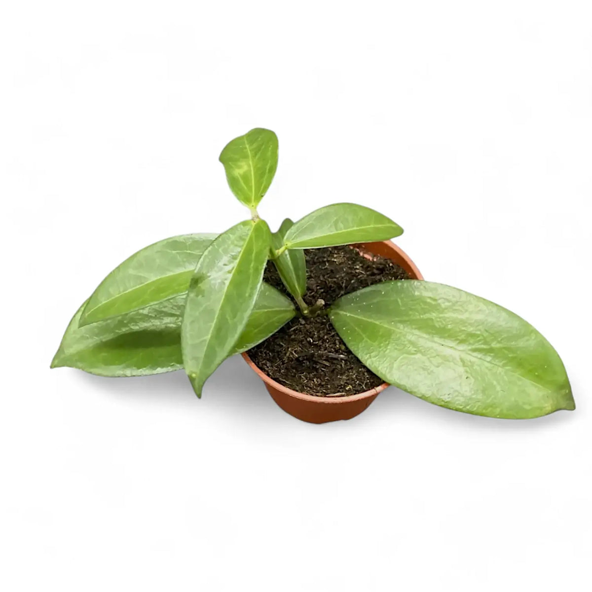 Hoya sp. Papua 004 Zimmerpflanze im Anzuchttopf vor weißem Hintergrund, Produktfoto 2.