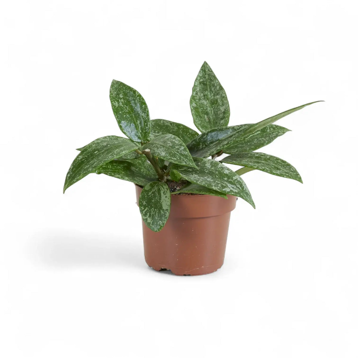 Hoya sp. Rangsan potted plant in nursery pot on white background.