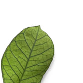 Hoya sp. Sabah (EPC 961) – Blattdetail vor weißem Hintergrund..