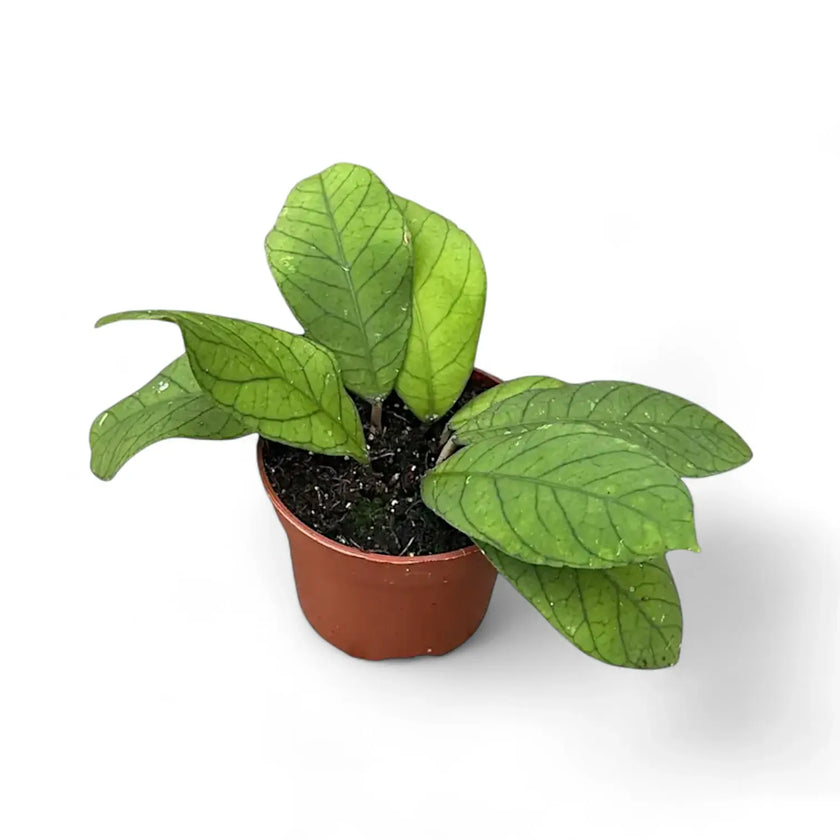 Hoya sp. Sabah (EPC 961) potted plant in nursery pot on white background.