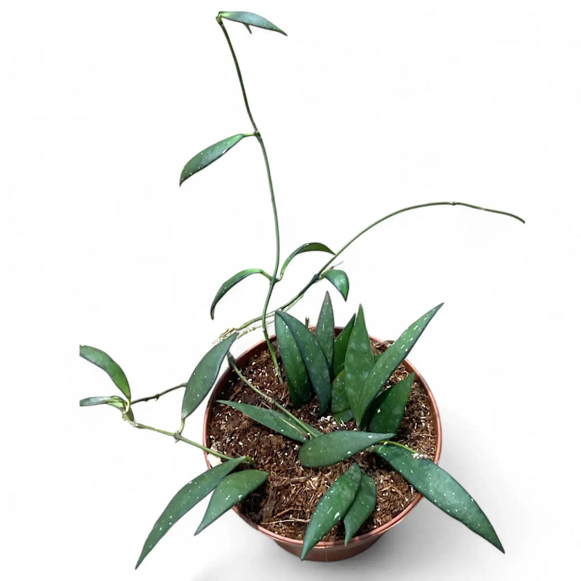 Hoya sp. Sumatra potted plant in nursery pot on white background.