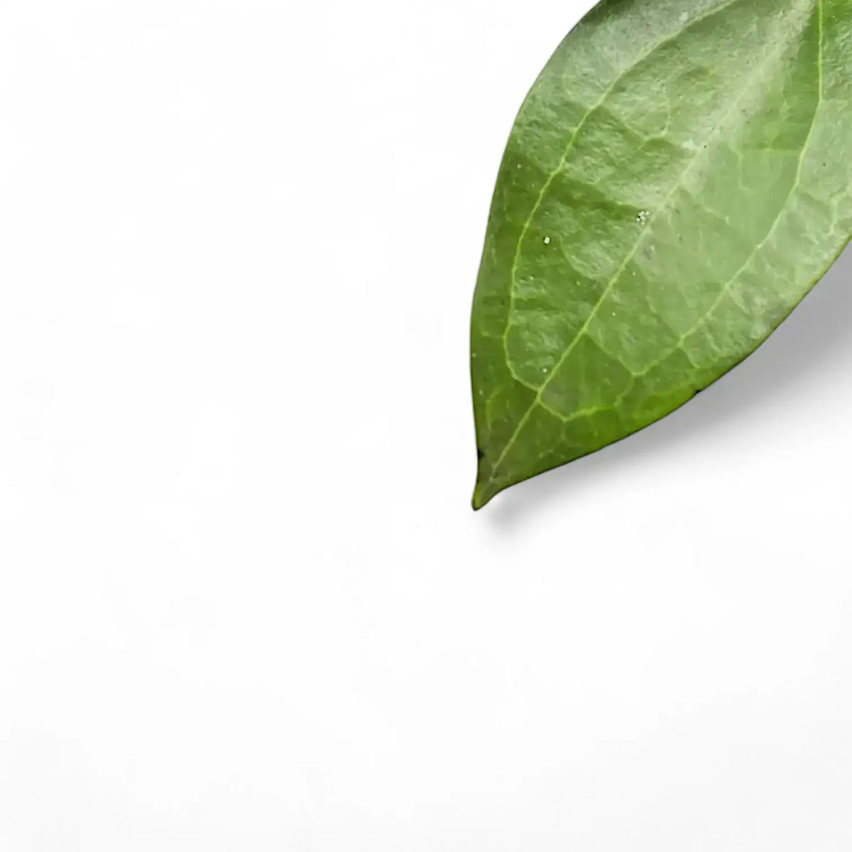 Hoya sp. Ternate – Blattdetail vor weißem Hintergrund..
