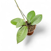 Hoya sp. Ternate Zimmerpflanze im Anzuchttopf vor weißem Hintergrund, Produktfoto 2.