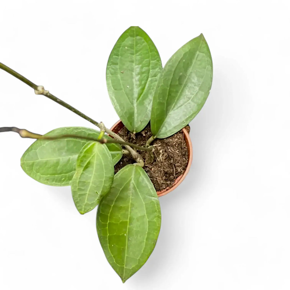 Hoya sp. Ternate Zimmerpflanze im Anzuchttopf vor weißem Hintergrund, Produktfoto 3.