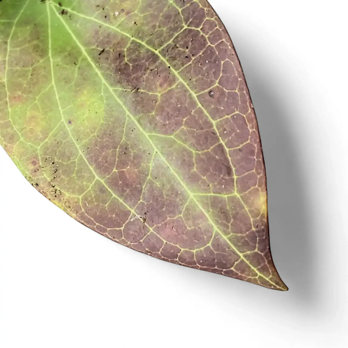 Hoya sp. Timika – Blattdetail vor weißem Hintergrund..