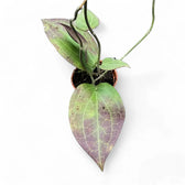 Hoya sp. Timika Zimmerpflanze im Anzuchttopf vor weißem Hintergrund, Produktfoto 2.