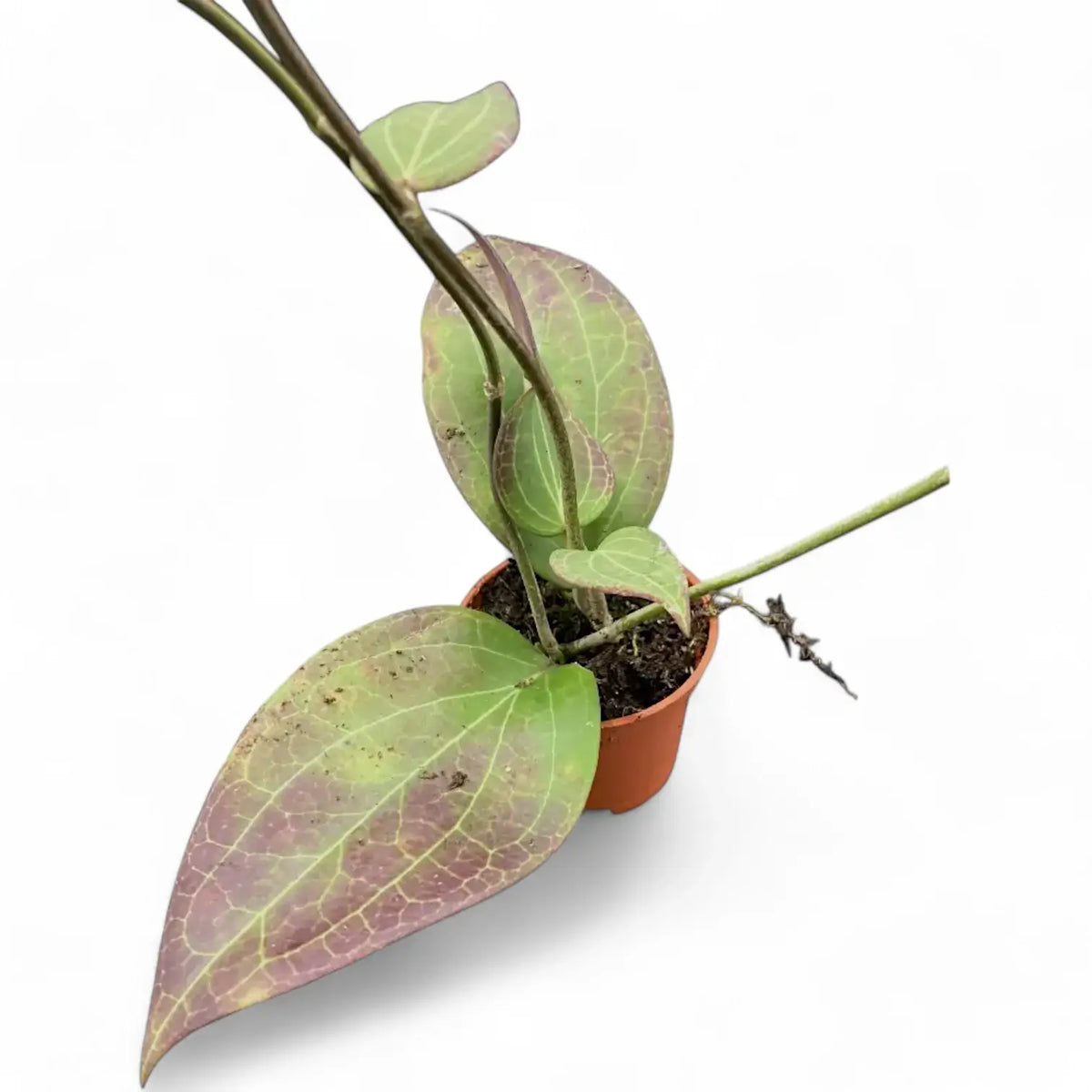 Hoya sp. Timika Zimmerpflanze im Anzuchttopf vor weißem Hintergrund, Produktfoto 3.