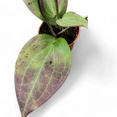 Hoya sp. Timika Zimmerpflanze im Anzuchttopf vor weißem Hintergrund, Produktfoto 4.