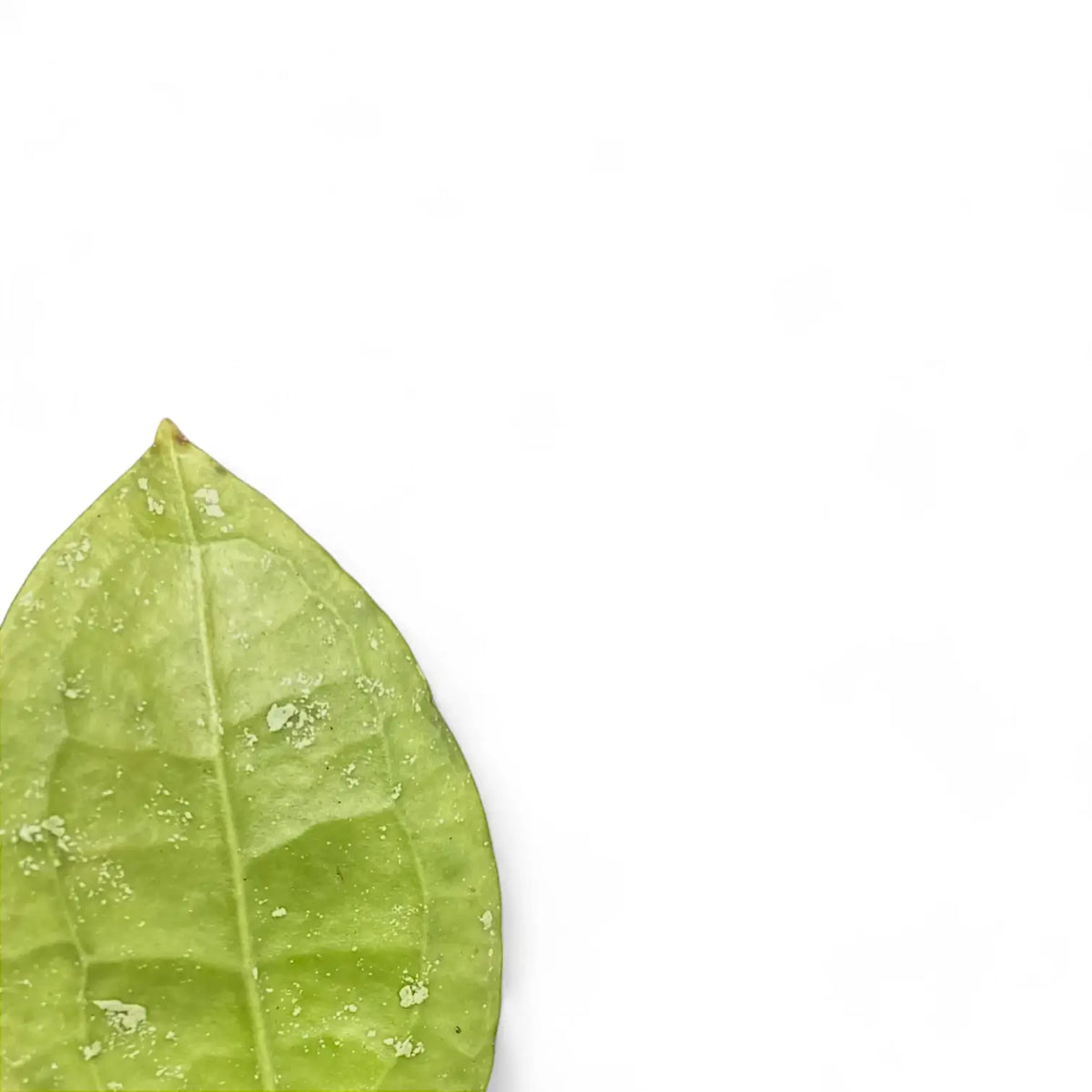 Hoya sp. Trenggalek leaf close-up on white background.