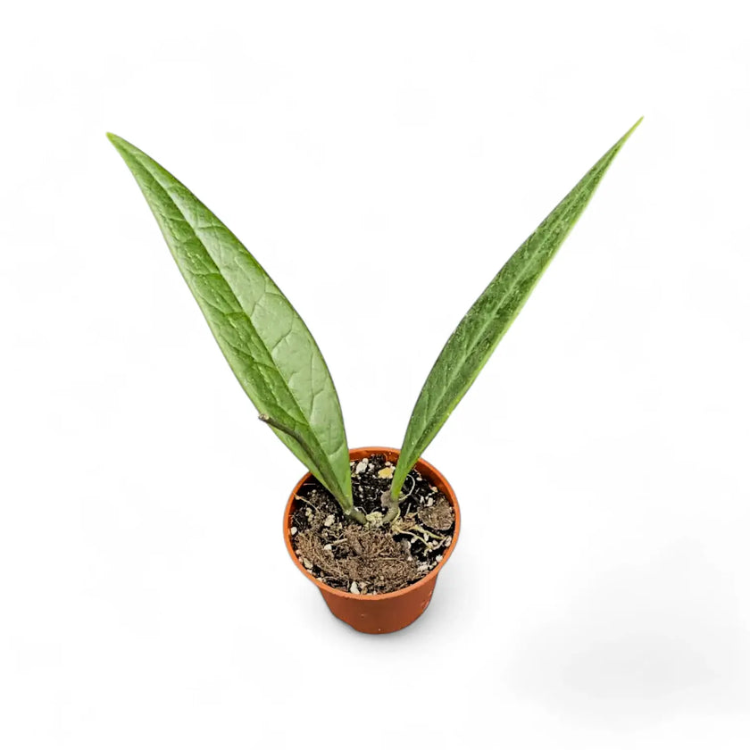 Hoya sulawesiana potted plant in nursery pot on white background.