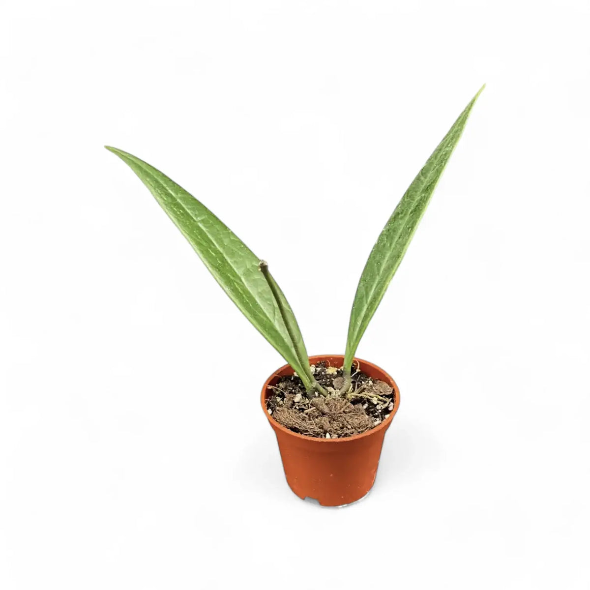 Hoya sulawesiana potted plant in nursery pot on white background.