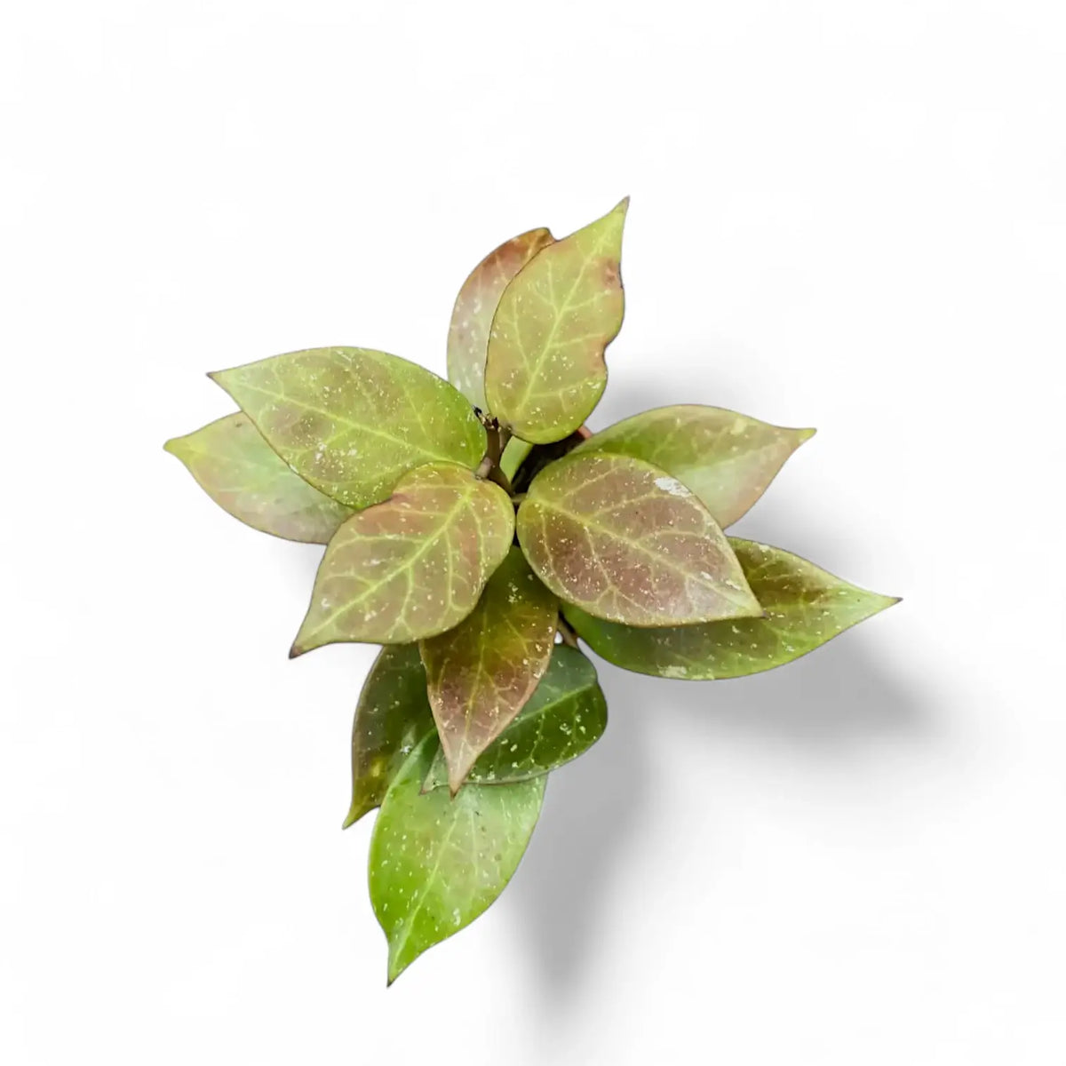 Hoya 'Sunrise' potted plant in nursery pot on white background.