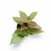 Hoya 'Sunrise' potted plant in nursery pot on white background.
