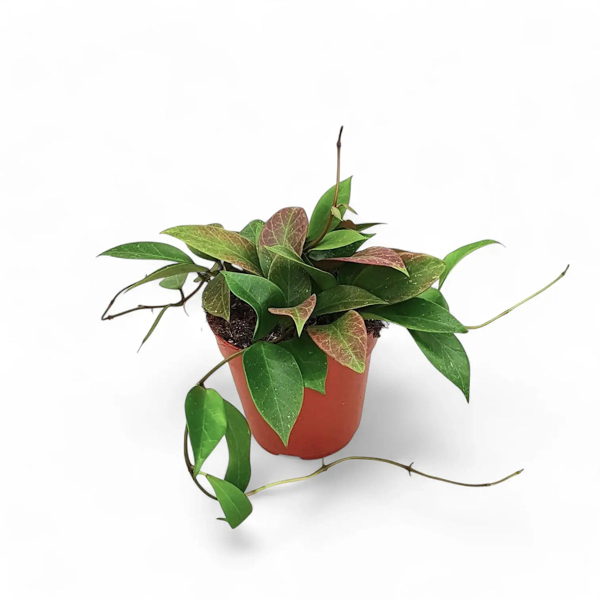 Hoya 'Sunrise' potted plant in nursery pot on white background.