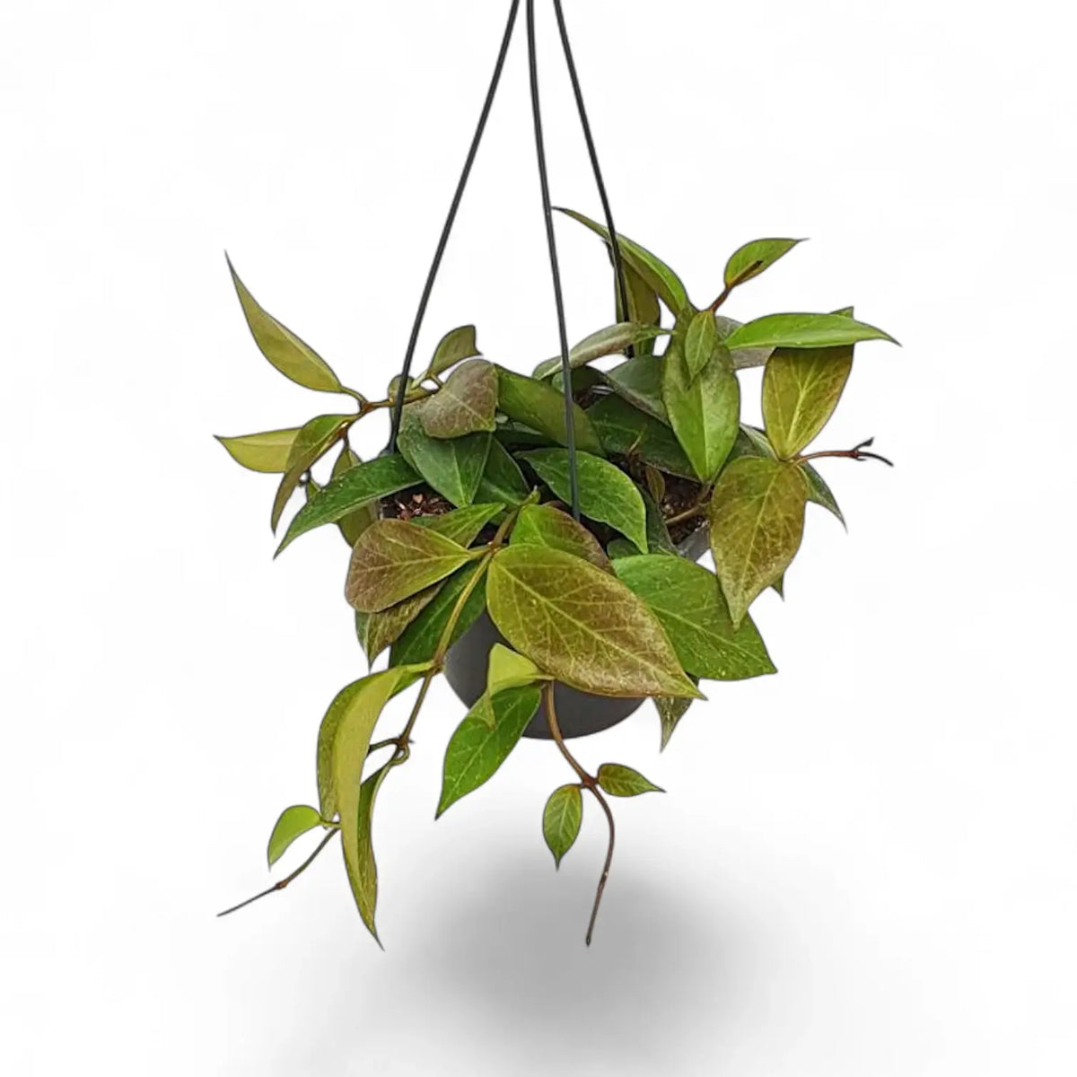 Hoya 'Sunrise' potted plant in nursery pot on white background.