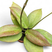 Hoya 'Tequila Sunrise' potted plant in nursery pot on white background.
