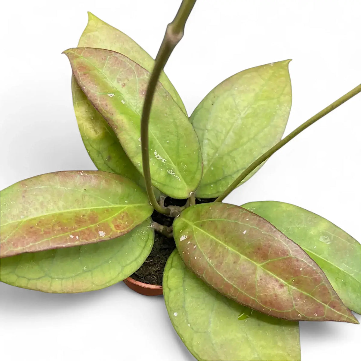 Hoya 'Tequila Sunrise' potted plant in nursery pot on white background.
