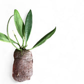 Hoya tsangii outer variegated potted plant in nursery pot on white background.