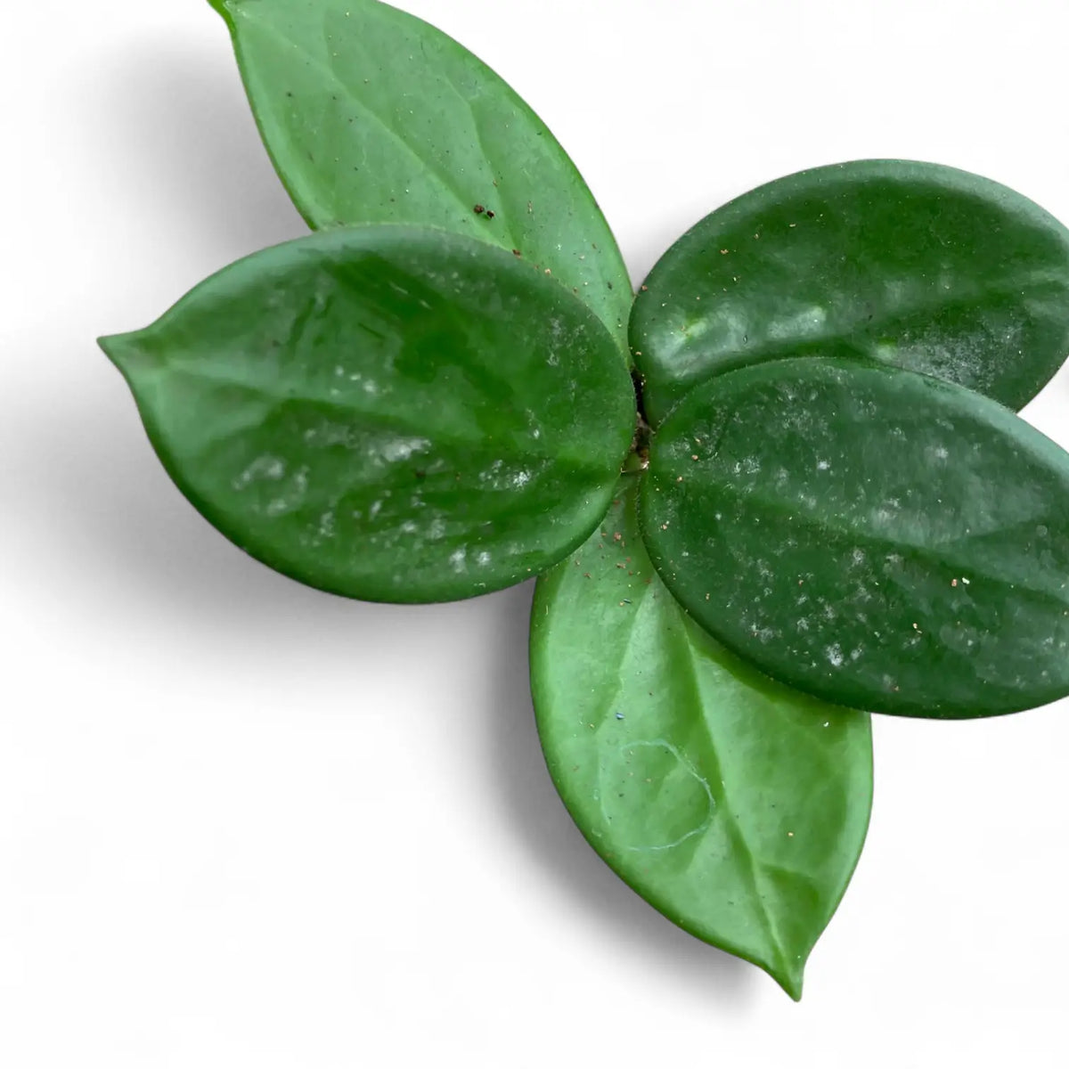Hoya vangviengiensis – Blattdetail vor weißem Hintergrund..